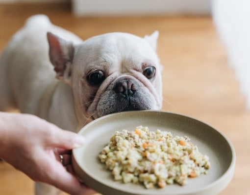 buddy food