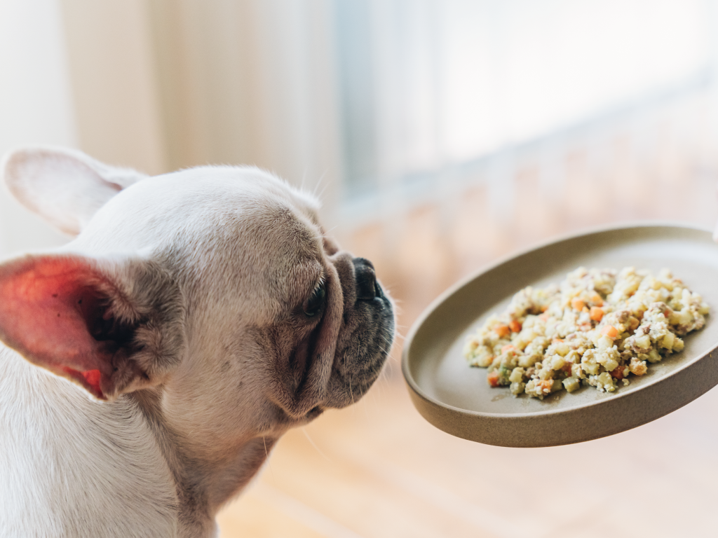愛犬のダイエットごはんの選び方｜カロリーと栄養バランスの考え方