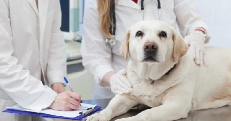 バディフードは、どうして動物病院で取り扱われているの？