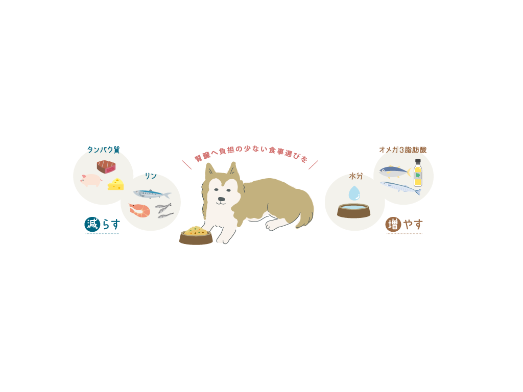 愛犬の腎臓病、元気なうちから考えよう②