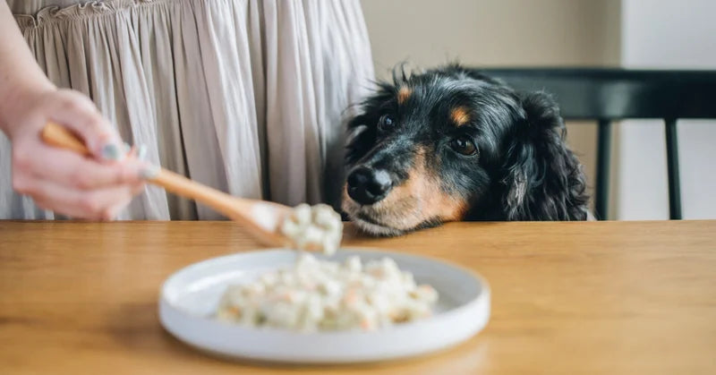 「フレッシュフード」ってそもそもなに？