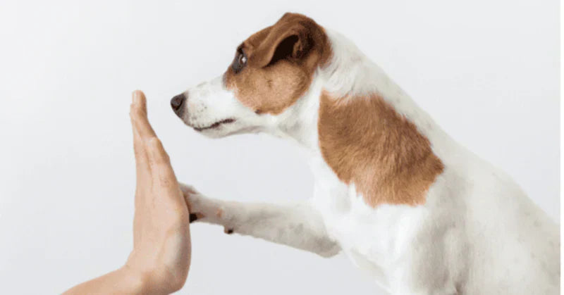 愛犬との暮らし方について、誤解されていること〜その２〜