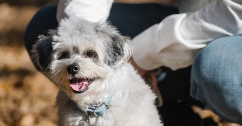愛犬との暮らし方について、誤解されていること