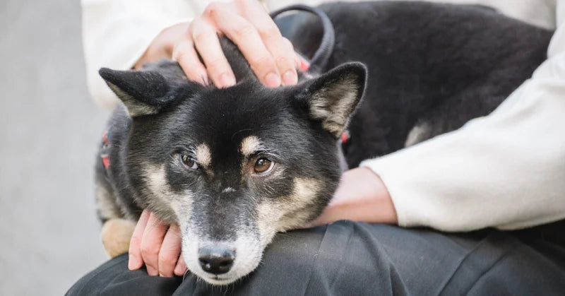 犬に特化するからこその強み！