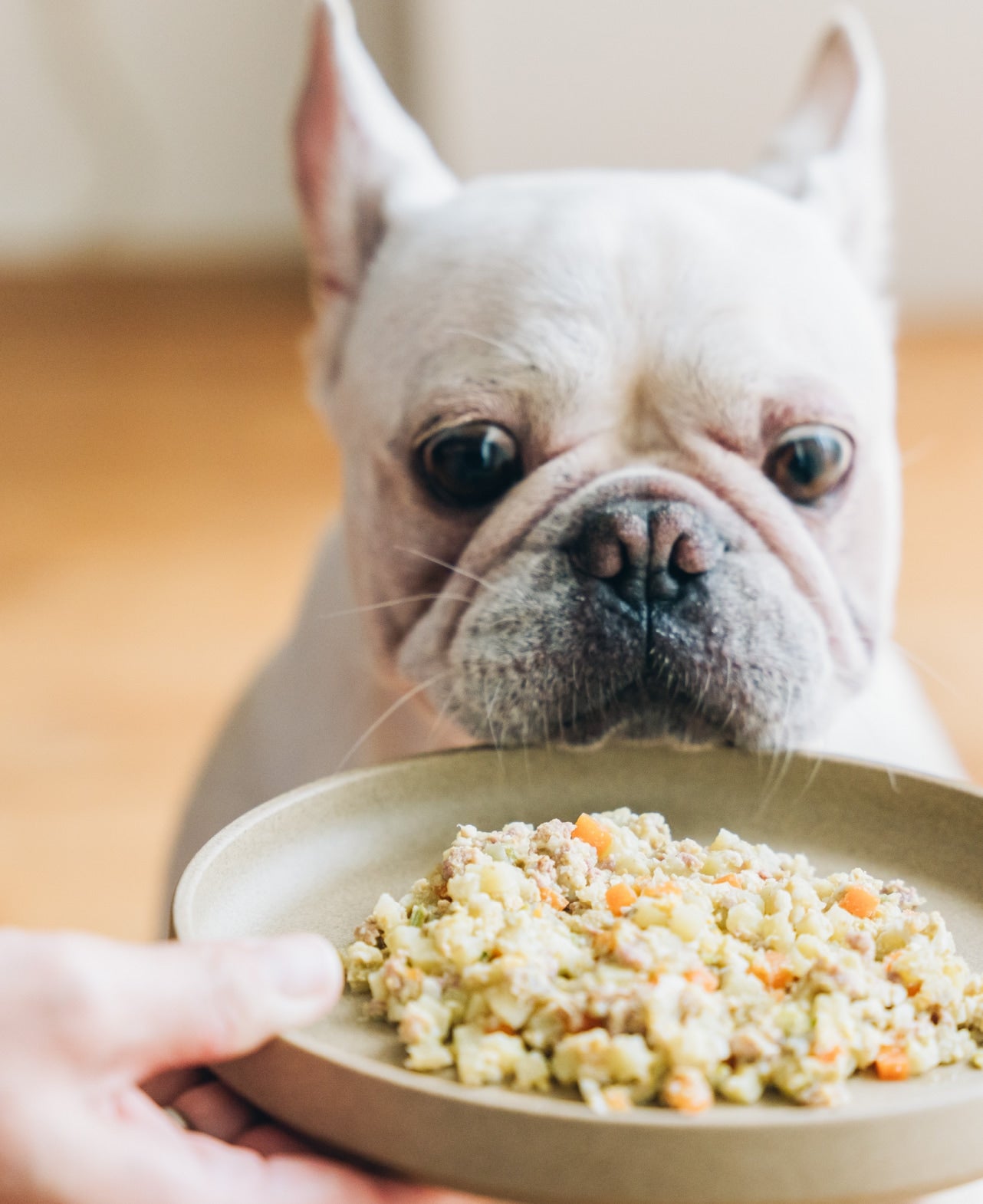 愛犬にも、ほんとうに安心できるごはんを。成犬専用の、国産食材を使用したフレッシュフード Buddy FOOD