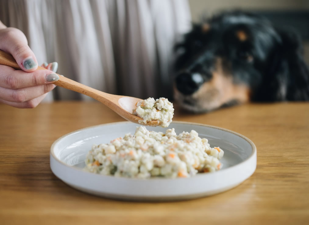 犬の画像