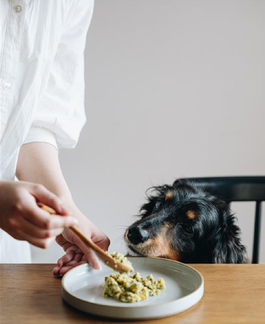buddyfoodを食べるダックスフンド